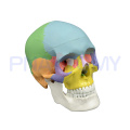 PNT-0153 3 parts colored skull model